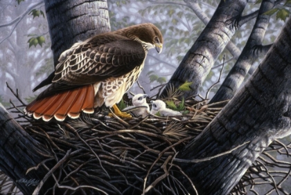 Picture of IN THE NEST
