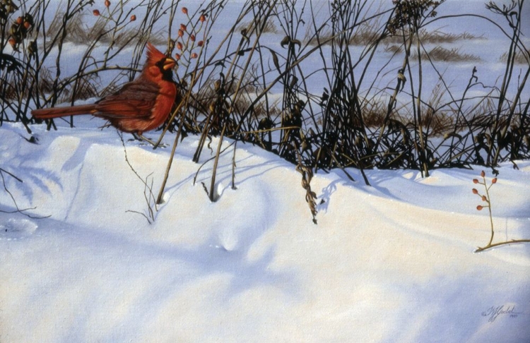 Picture of WINTER CARDINAL