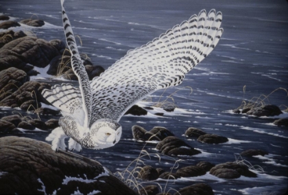 Picture of WINTER SHORE - SNOWY OWL