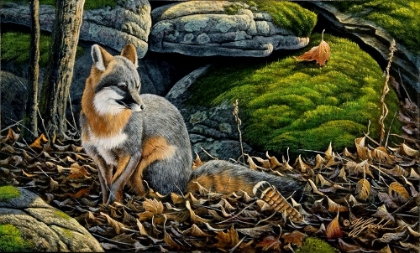Picture of GREY FOX