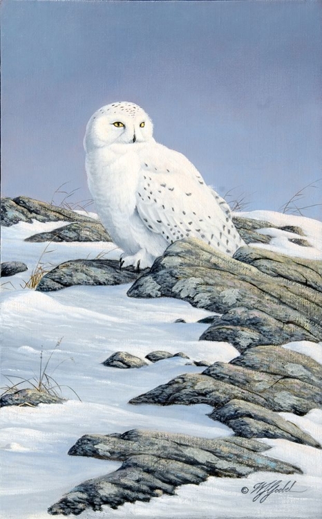 Picture of SNOWY OWL