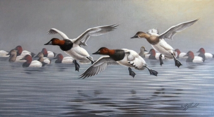 Picture of CANVASBACKS COMING IN