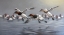 Picture of CANVASBACKS COMING IN