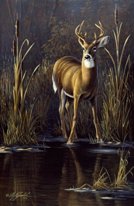 Picture of WHITETAIL BUCK