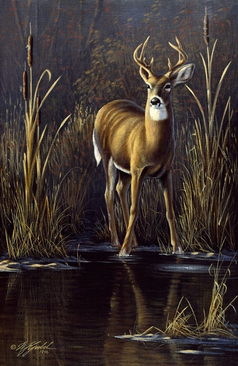 Picture of WHITETAIL BUCK