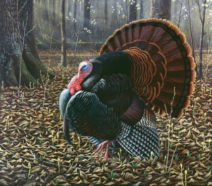 Picture of THE KING OF SPRING - WILD TURKEY