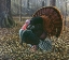 Picture of THE KING OF SPRING - WILD TURKEY