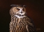 Picture of EAGLE OWL