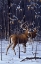 Picture of IN HIS PRIME - WHITETAIL