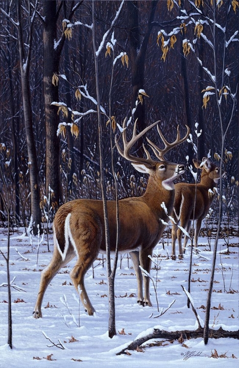 Picture of IN HIS PRIME - WHITETAIL