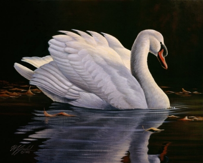 Picture of REFLECTION - MUTE SWAN