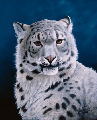 Picture of YOUNG SNOW LEOPARD