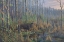 Picture of CLOSING THE GAP-MARYLAND SIKA DEER