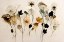 Picture of BEAUTIFUL DRY FLOWERS