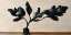 Picture of BLACK MAGNOLIA