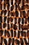 Picture of BROWN ORANGE BRUSH STROKES
