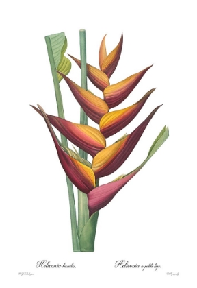 Picture of HELICONIA HUMILIS