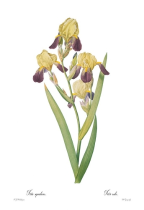 Picture of IRIS SQUALENS
