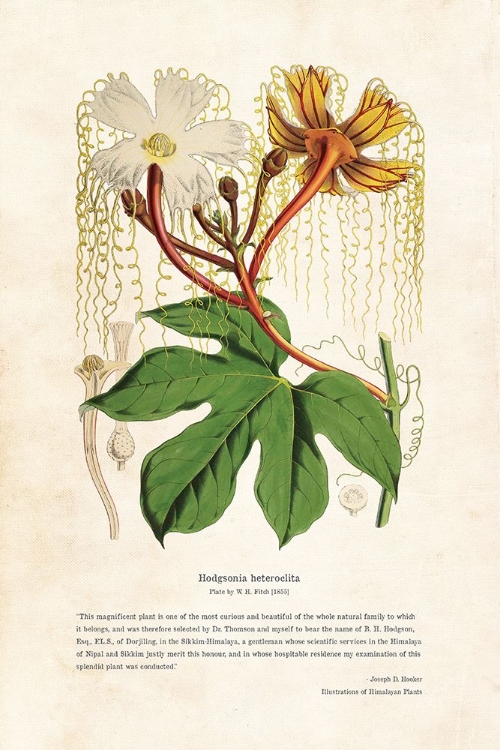 Picture of HIMALAYAN PLANTS - HODGSONIA HETEROCLITA