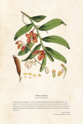 Picture of HIMALAYAN PLANTS - VANDA CATHCARTI