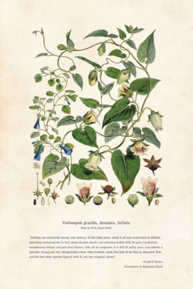 Picture of HIMALAYAN PLANTS - CODONOPSIS GRACILIS, JAVANICA, INFLATA