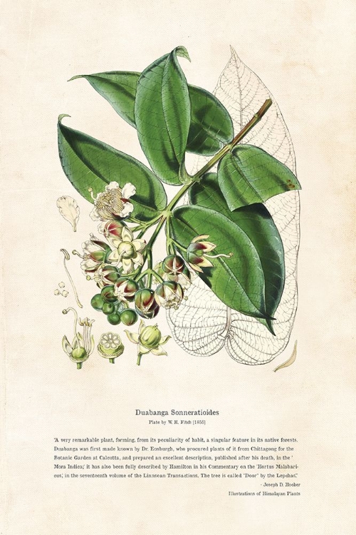 Picture of HIMALAYAN PLANTS - DUABANGA SONNERATIOIDES