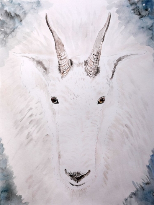 Picture of MOUNTAIN GOAT GAZE