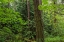 Picture of CALM OF THE FOREST