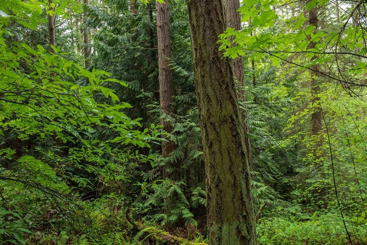 Picture of CALM OF THE FOREST