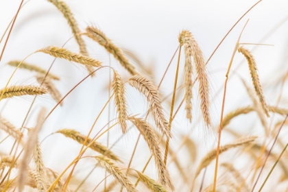 Picture of WHEAT