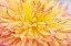 Picture of BLOOMS III