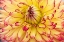 Picture of BLOOMS II