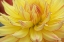 Picture of BLOOMS I