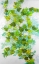 Picture of IVY