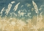 Picture of SOLSTICE LUPINE