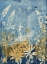 Picture of WILD LUPINE