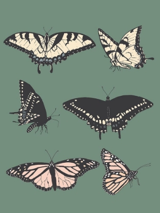 Picture of BUTTERFLY CHART