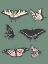 Picture of BUTTERFLY CHART