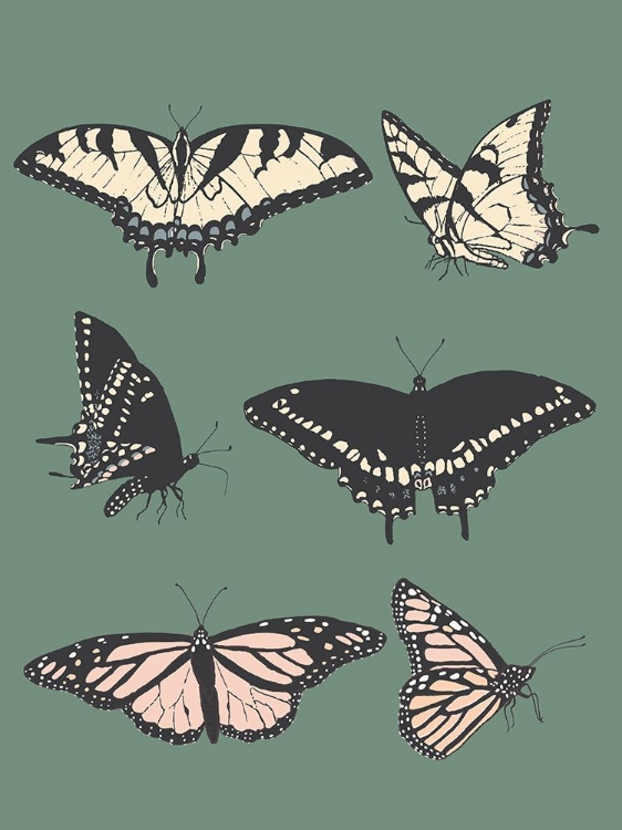 Picture of BUTTERFLY CHART