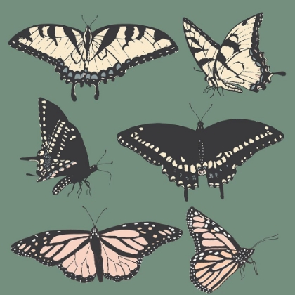 Picture of BUTTERFLY CHART