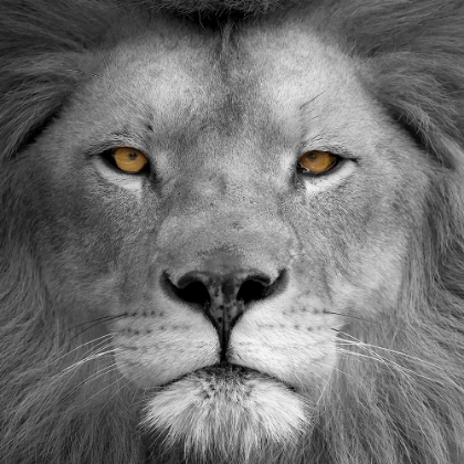 Picture of LION POWER