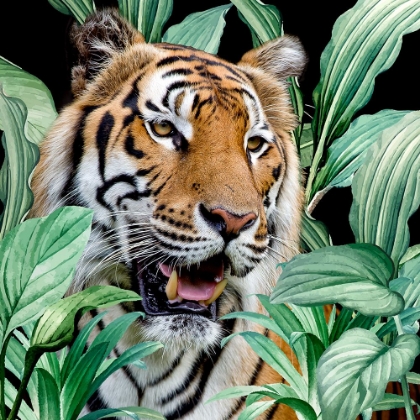 Picture of JUNGLE TIGER
