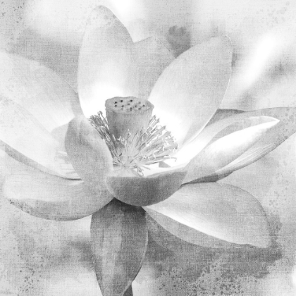 Picture of LOTUS
