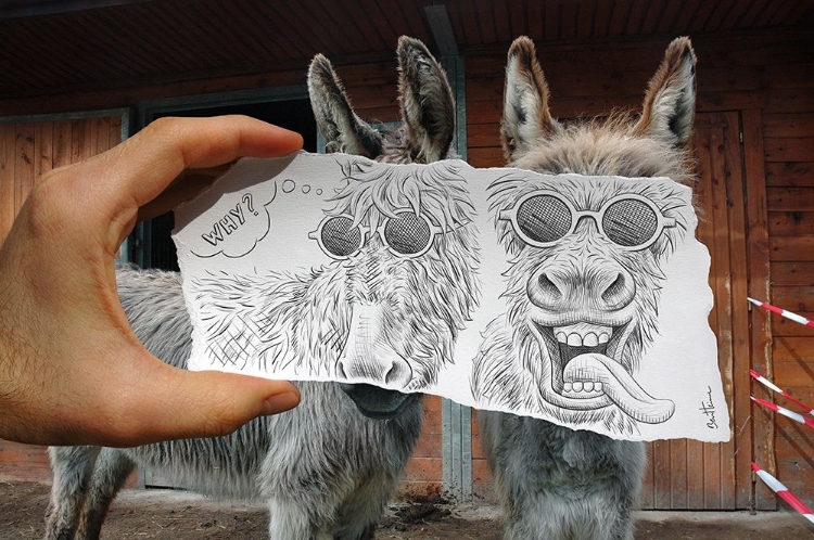 Picture of PENCIL VS CAMERA 12 - FUNNY DONKEY
