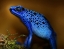 Picture of BLUETIFUL