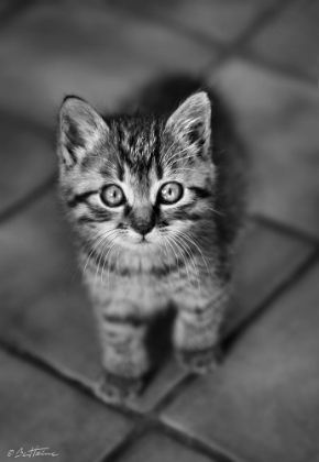 Picture of CUTE KITTY