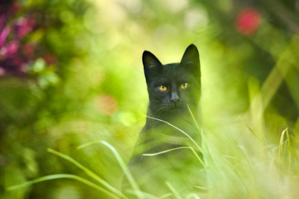 Picture of BLACK CAT