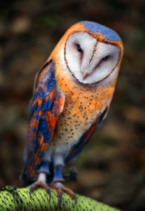 Picture of CUTE OWL