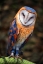 Picture of CUTE OWL