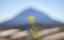 Picture of EL TEIDE
